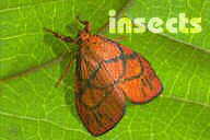 Insects"